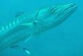   Barracuda  
